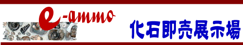 e-ammo 化石即売展示場